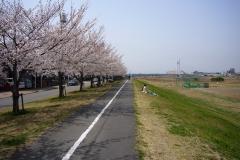 照片：多摩川樱花堤