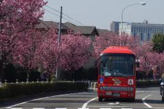 照片：尾根干线道路的阳光樱