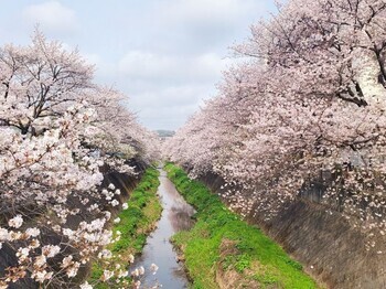 照片：开花情况（白天）