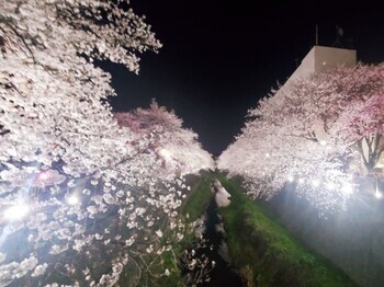 照片：开花情况（夜间）