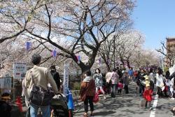 照片：樱花与梨花节的情况