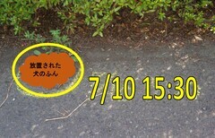 照片：遗弃的狗粪（7月10日15时30分）