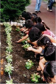 照片：种植苗的情景