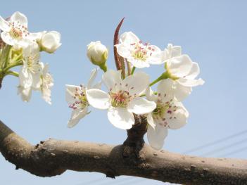 照片：市花“梨”