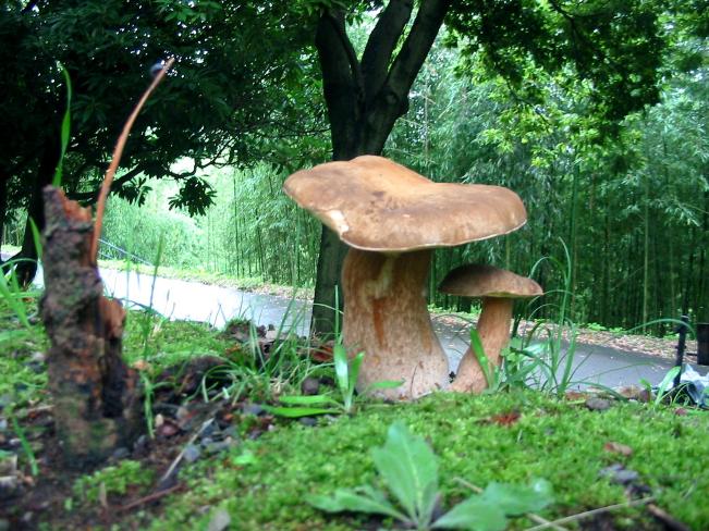 图像巨型蘑菇