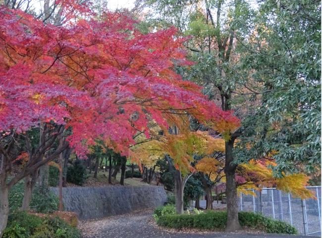 图像秋天的树叶 2