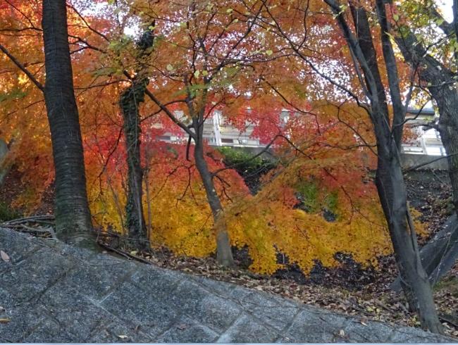 图像秋天的树叶 4