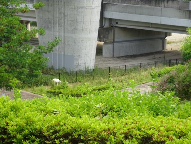 图片：Koyodai Tateyato Ohashi Bridge 下的山羊饲养试验