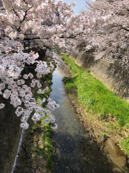一排排盛开的樱花树和流淌着樱花的三泽川（2018年4月10日更新）
