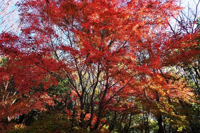 图像秋天的树叶