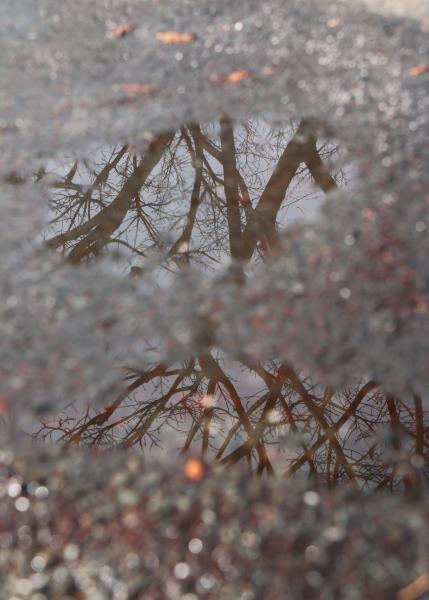 冬雨过后的图片