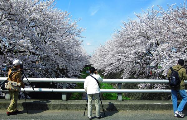 Image 人们在三泽川上拍摄盛开的樱花