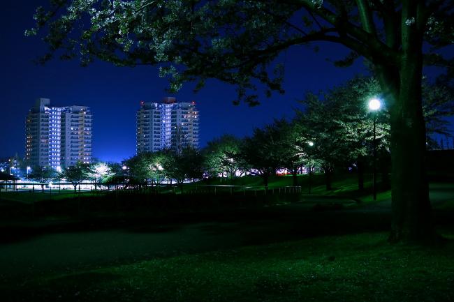 Image 若叶台公园的夜樱