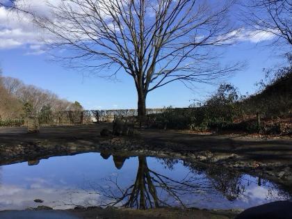 图像倒映在池塘中的树