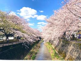 照片三泽川樱花回廊