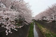 三泽川沿岸的樱花树图片