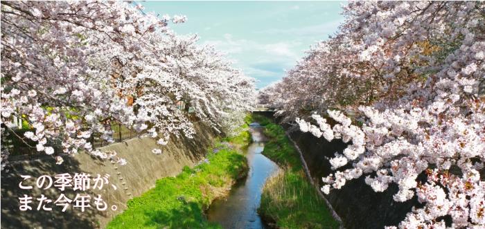 三泽川的樱花 标题“这个季节，今年又是”