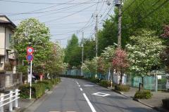 Photo: Hanamizuki on Shichu Street