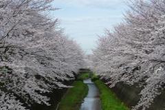 Photo: Misawa River Sakura Street 1