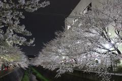 Photo: Misawa River Sakura Street 2