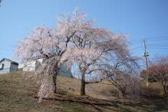 Photo: Hirao Yato Street's Weeping Cherry Blossom