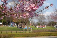 Photo: Sunlight Cherry Blossom