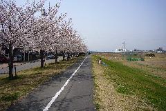 Photo: Cherry Blossoms along the Tamagawa Cycling Road 1