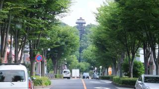 Photo: Street Trees (Zelkova)