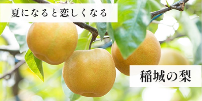 Inagi's pears that become nostalgic in summer