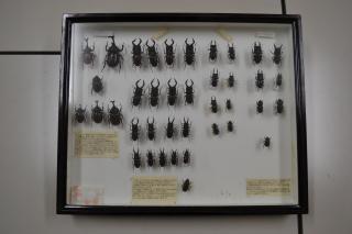 Photo: Specimens of beetles (such as rhinoceros beetles)