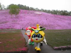 Photo: Inagi Nashinosuke enjoying the Shibazakura Festival