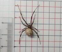 Photo: Gray House Spider