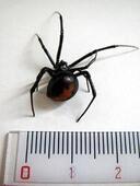 Photo: Black Widow Spider