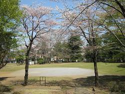 Photo: Cherry Blossoms