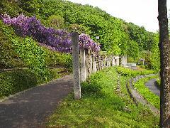 Photo: Wisteria