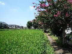 Photo: Rice fields along the waterway