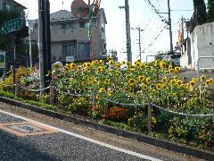 Photo: Sunflower