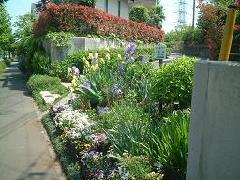 Photo: Flower Bed