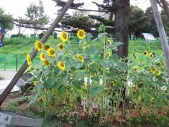 Photo: Sunflowers blooming in the flower bed