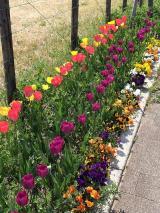 Photo: Tulips planted on the Day of Interaction at Rokuchu