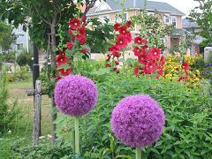 Photo: A view of blooming flowers