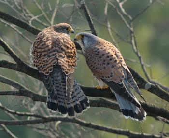 Photo: City Bird "Common Kestrel" 1