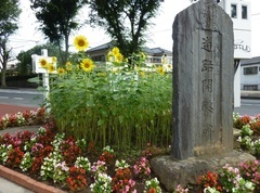 Photo: Sunflower