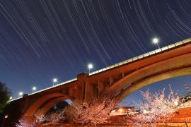 Photo: Honorable Mention "Sakura Blooming Kasayato Ohashi"