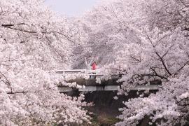 Photo: Honorable Mention "Banzai Sakura"