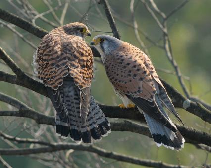 Photo: A pair of kestrels