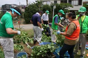 Photo: Harvesting Scene 2