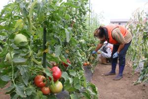 Photo: Harvesting Scene 4