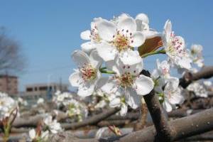 image pear blossom