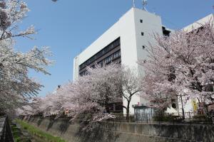 Image: Misawa River Cherry Blossoms and City Hall